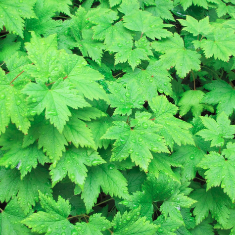 Tiarella Wherry`ego (C2)